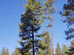Tall Pines